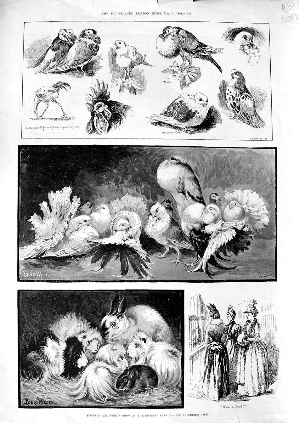 Original Old Antique Print 1888 Pigeons Poultry Show Crystal Palace Rabbits