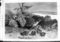 Original Old Antique Print 1869 Hen Pheasant Birds Young Lake Mountains View