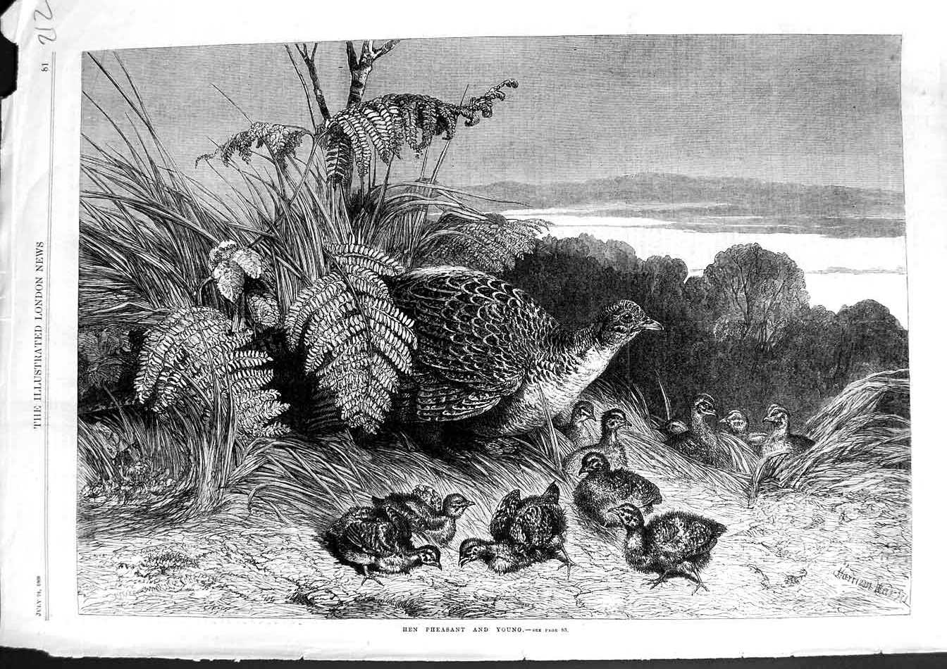 Original Old Antique Print 1869 Hen Pheasant Birds Young Lake Mountains View