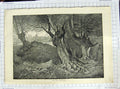 Original Old Antique Print Fine Art Lone Sheep Burnham Beeches Trees 1890 19th