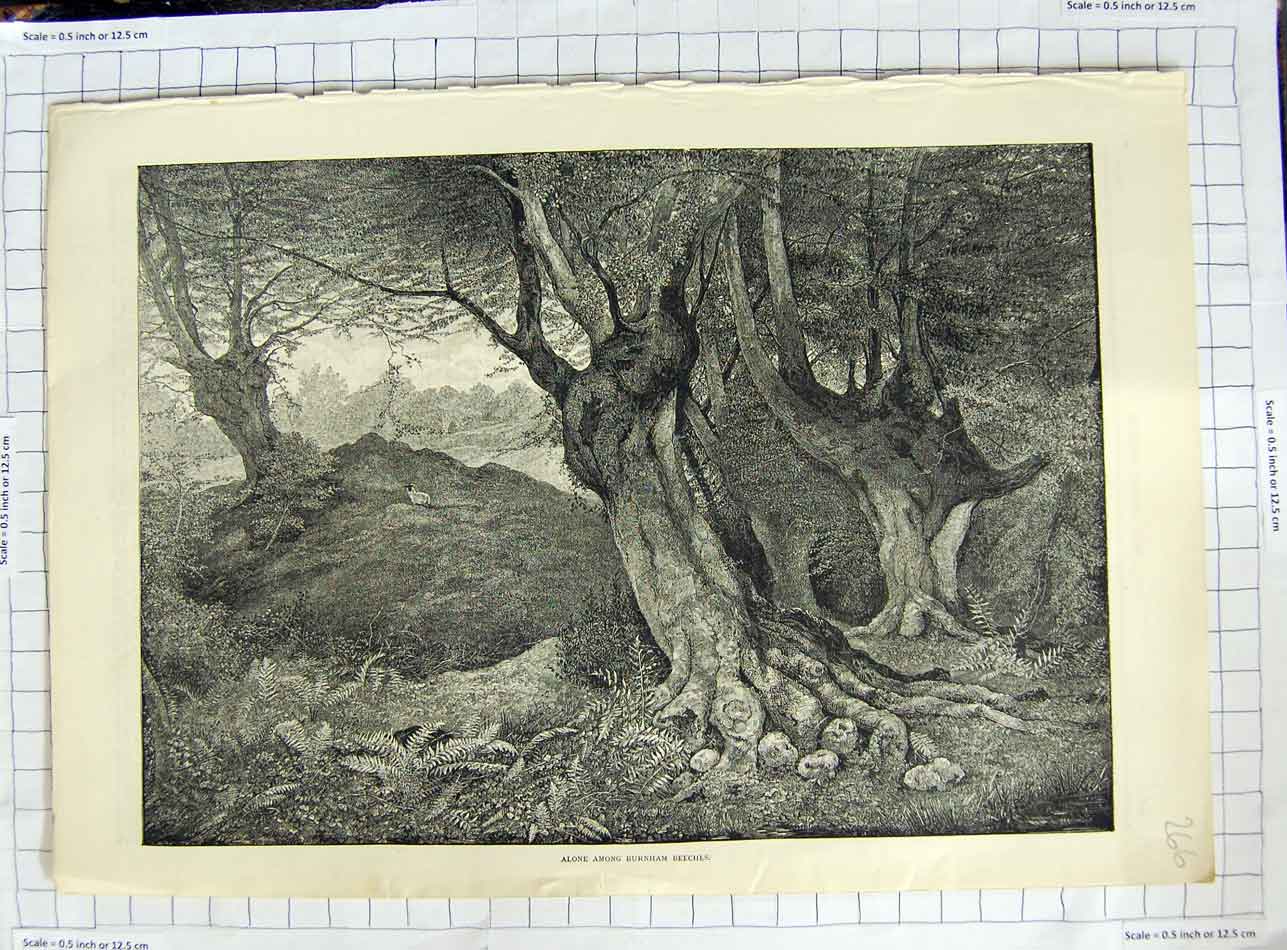 Original Old Antique Print Fine Art Lone Sheep Burnham Beeches Trees 1890 19th