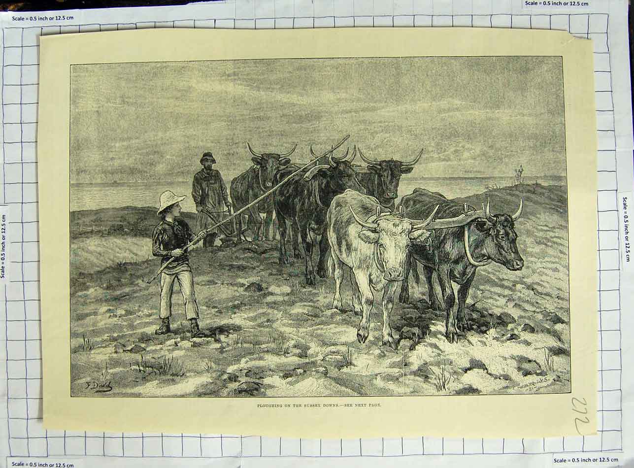 Original Old Antique Print Farming Scene Ploughing Sussex Downs Cattle Farmers