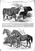 Old Antique Print 1849 Prize Cattle Royal Agriculture Show Norwich Horses 19th