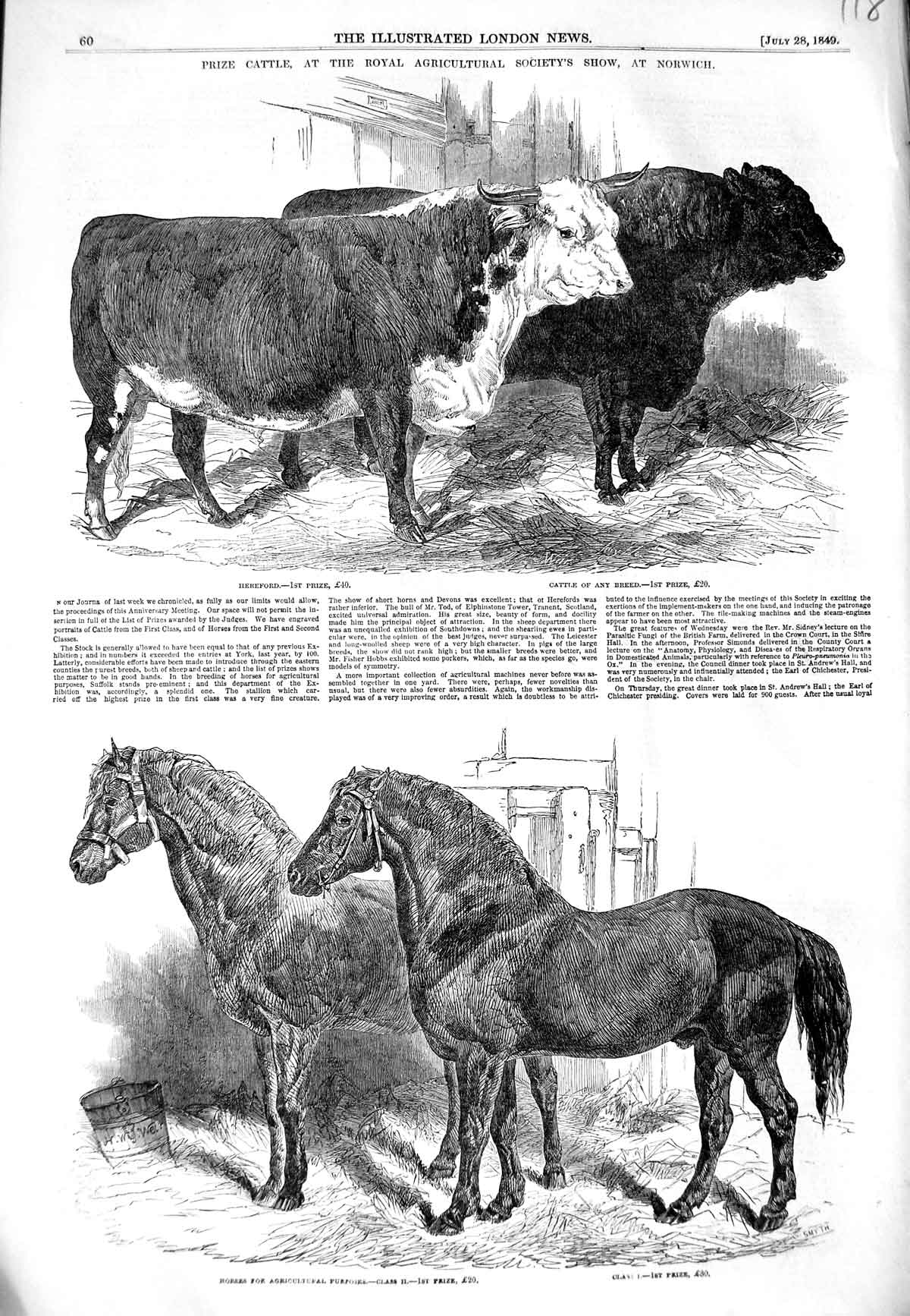 Old Antique Print 1849 Prize Cattle Royal Agriculture Show Norwich Horses 19th