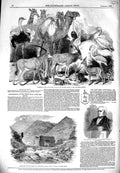 Old Antique Print 1849 Egyptian Animals Ibrahim Pacha Cottingham Simplon 19th