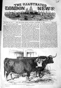 Old Antique Print 1849 Smithfield Club Cattle Show Hereford Ox Highland 19th