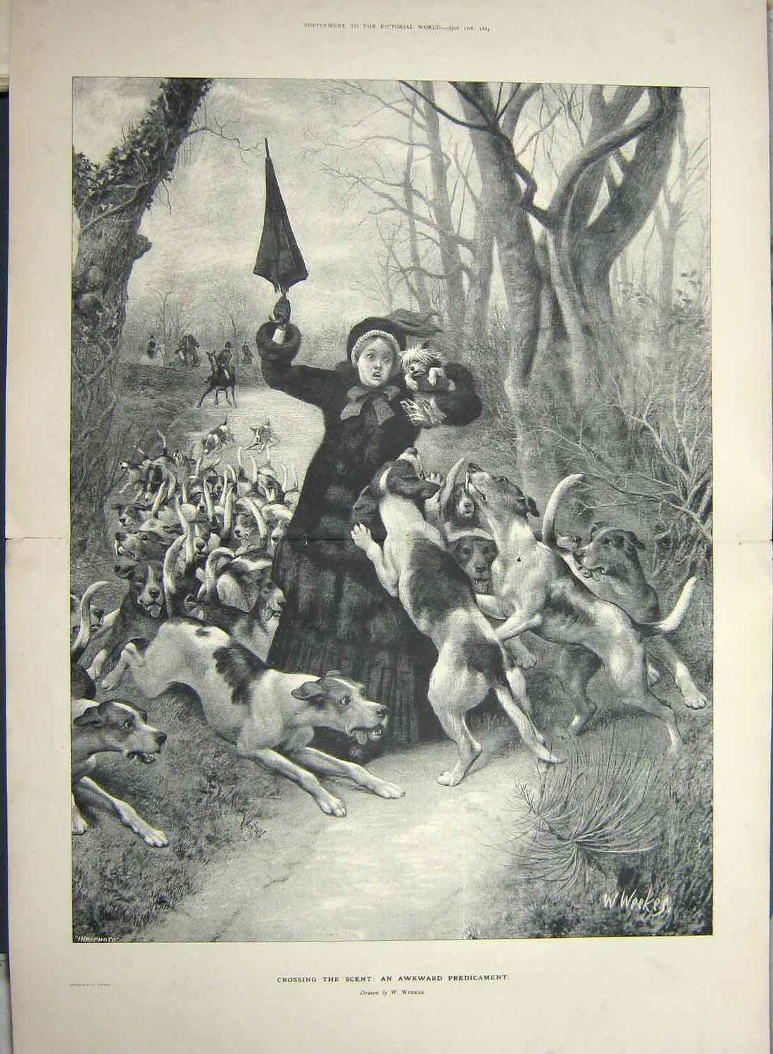 Original Old Antique Print 1884 Lady Walking Dog Hunting Hounds Horses Huntsmen