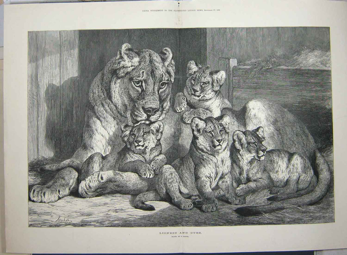Original Old Antique Print 1881 Fine Art Carter Lioness Cubs Wild Lions 19th