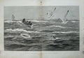 Original Old Antique Print Man Overboard Southern Seas 1892 Seagull Birds Boat