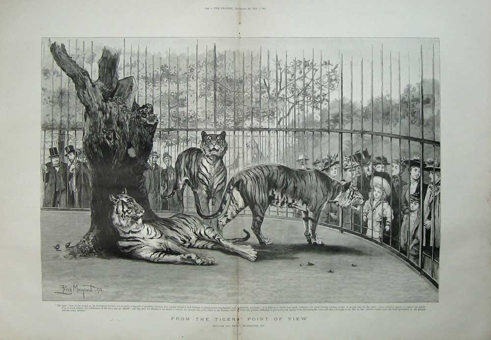 Original Old Antique Print 1892 Zoological Gardens Tigers Wild Animals Zoo Art