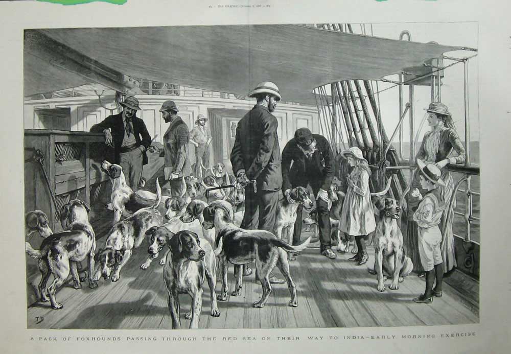 Old Antique Print Foxhounds Red Sea India 1888 Sailing Ship Dogs Animals 19th