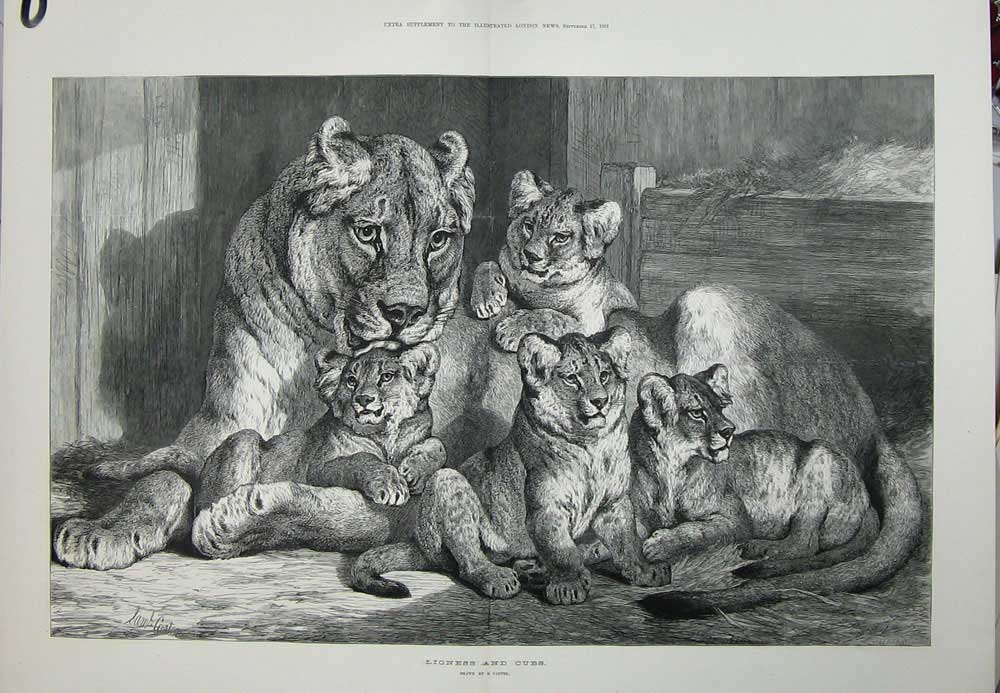 Old Antique Print 1881 Fine Art Carter Lioness Cubs Lions Wild Animals 19th