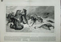 Antique Old Print Goddard Fine Art 1880 Wild Wolves Fighting Snow Animals 19th