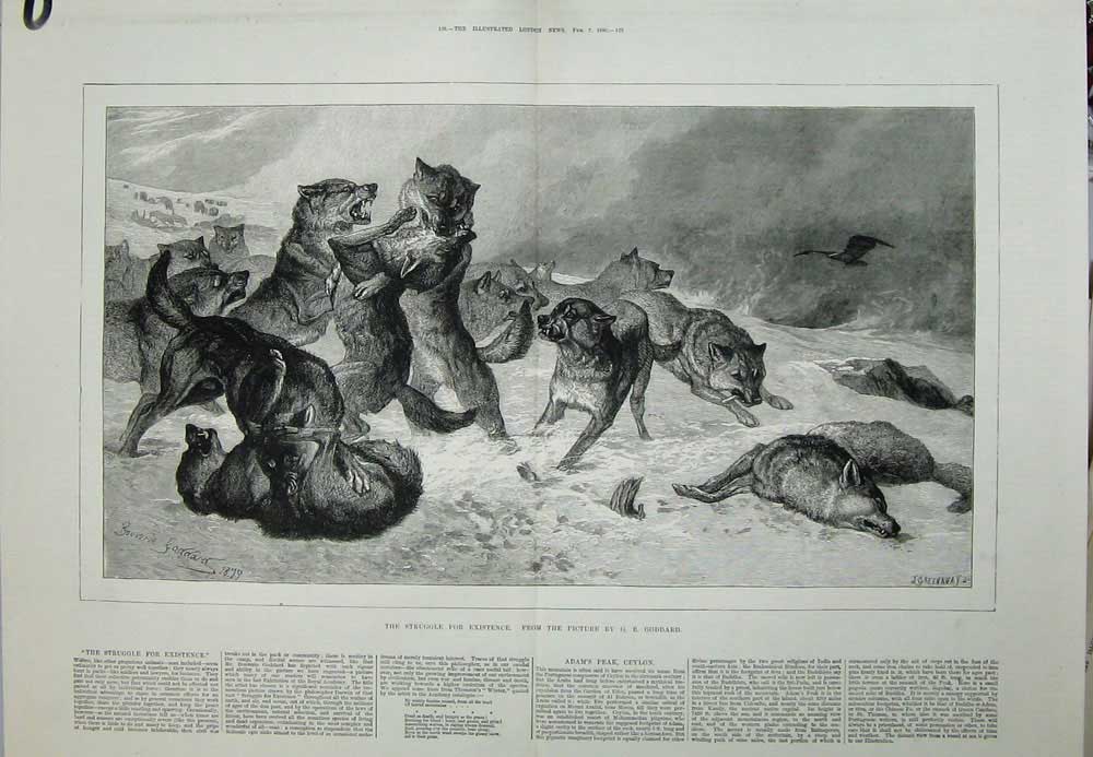 Antique Old Print Goddard Fine Art 1880 Wild Wolves Fighting Snow Animals 19th