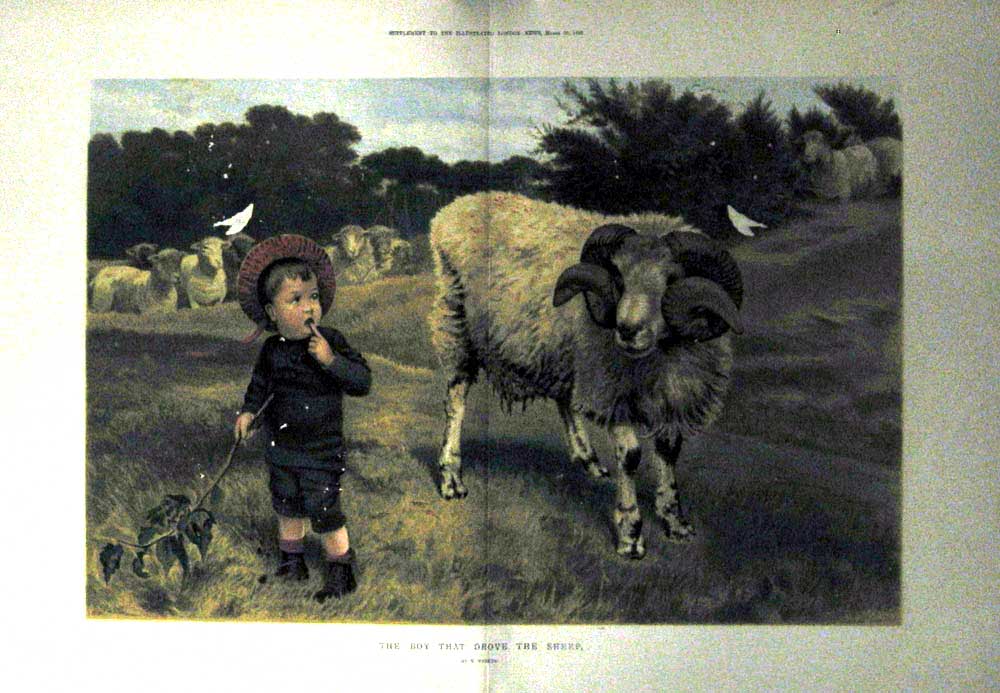 Original Old Antique Print Damaged Colour 1890 Little Boy Sheep Country 19th