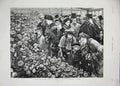 Original Old Antique Print 1884 Chrysanthemum Show Middle Temple Gardens London