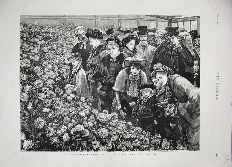 Original Old Antique Print 1884 Chrysanthemum Show Middle Temple Gardens London