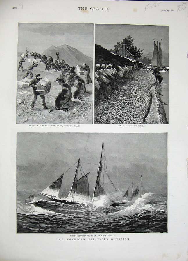 Old Antique Print 1890 American Fishing Schooner Shad Potomac Seals Art 19th
