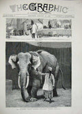 Old Antique Print 1884 Mr Barnum'S White Burmese Elephant Toung Taloung 19th