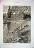 Old Antique Print 1892 Deer Stalking Nipissing Country Ontario Canada Art 19th