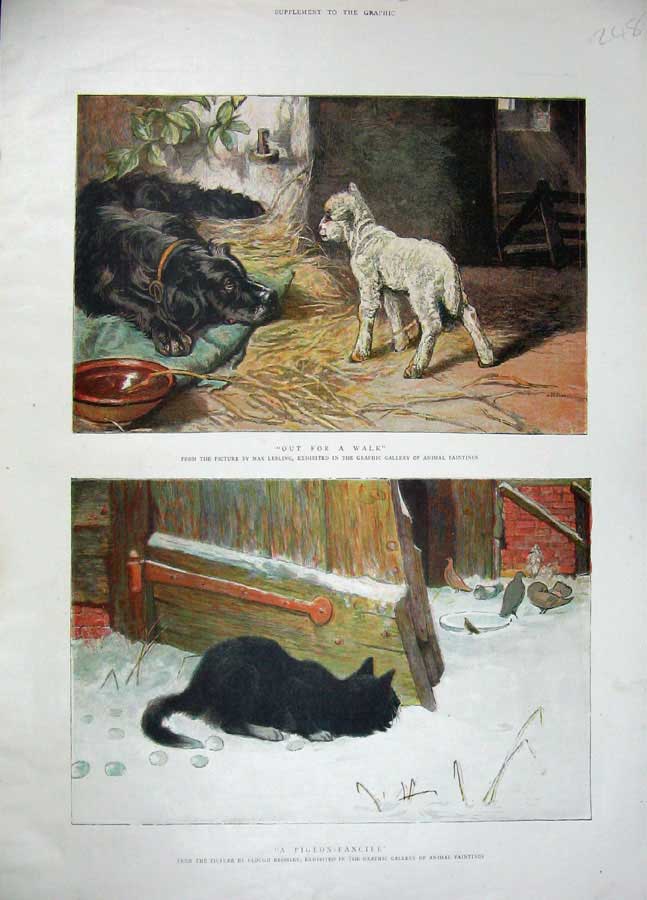 Original Old Antique Print Colour Farmyard Dog Lamb Kitten Birds Pigeons