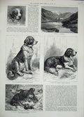 Old Antique Print St Bernard Dog Show Hospice 1883 Traveller Rescue Snow 19th