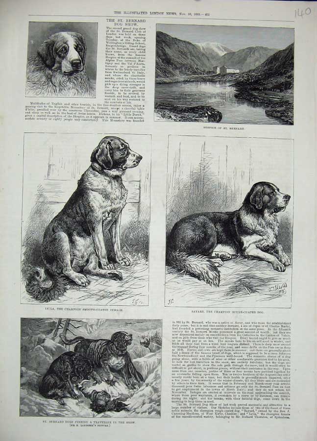 Old Antique Print St Bernard Dog Show Hospice 1883 Traveller Rescue Snow 19th