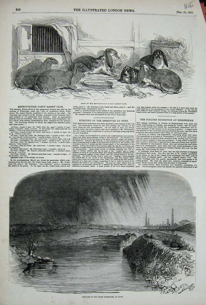 Old Antique Print 1852 Burst Reservoir Bury Fancy Rabbit Club Show Pets 19th