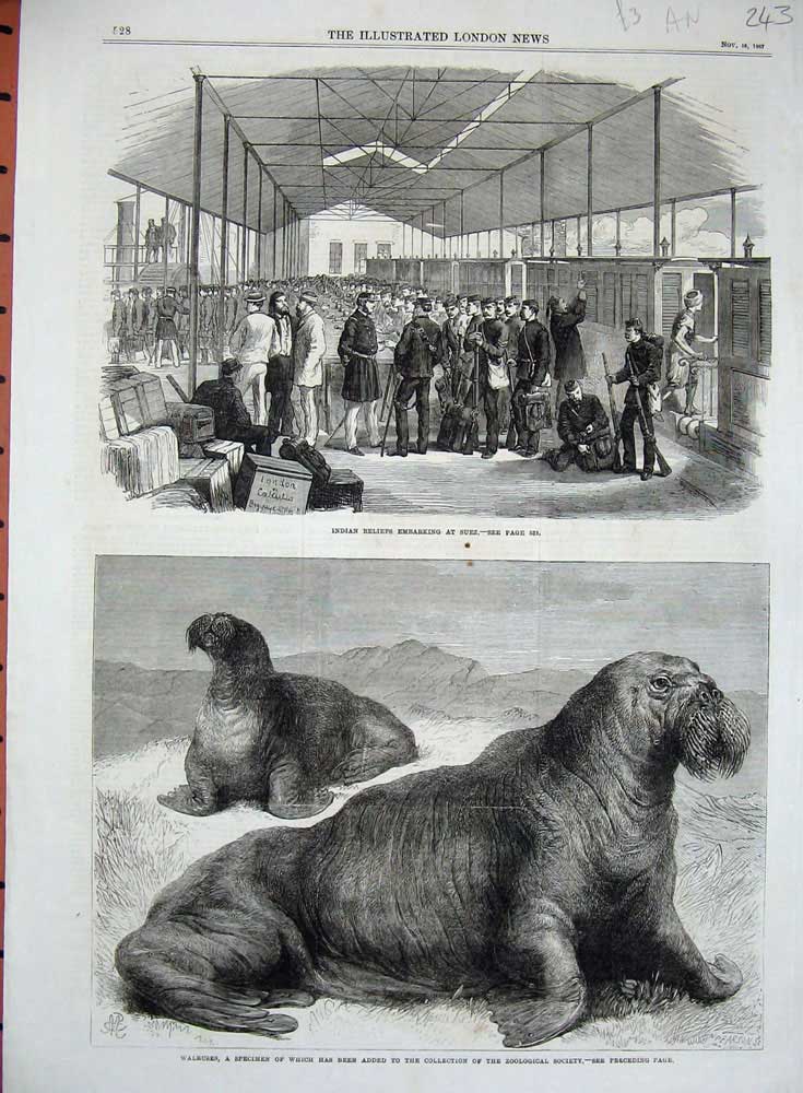 Original Old Antique Print 1867 Walruses Zoological Gardens Indian Siers Suez