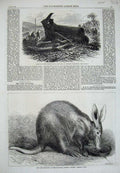 Old Antique Print 1869 Cape Ant-Eater Zoological Steam Boiler Yorkshire 19th