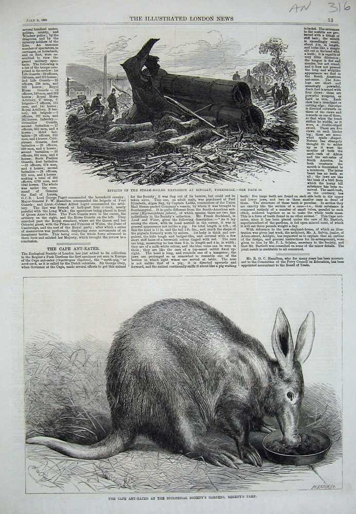 Old Antique Print 1869 Cape Ant-Eater Zoological Steam Boiler Yorkshire 19th