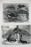 Original Old Antique Print 1877 Guillemots Brighton Aquarium Sea-Lions Animals