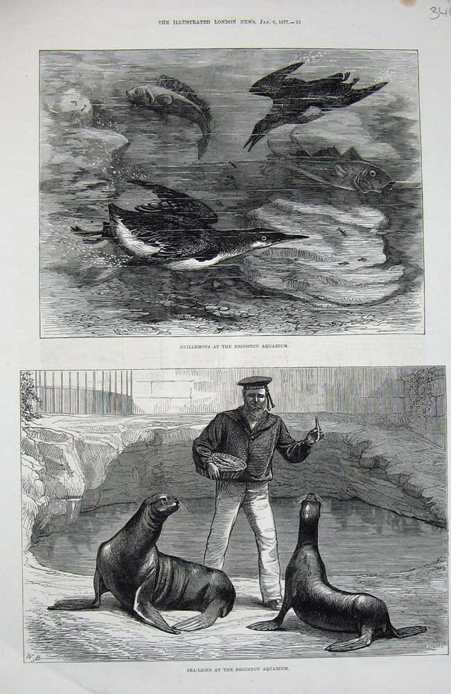 Original Old Antique Print 1877 Guillemots Brighton Aquarium Sea-Lions Animals
