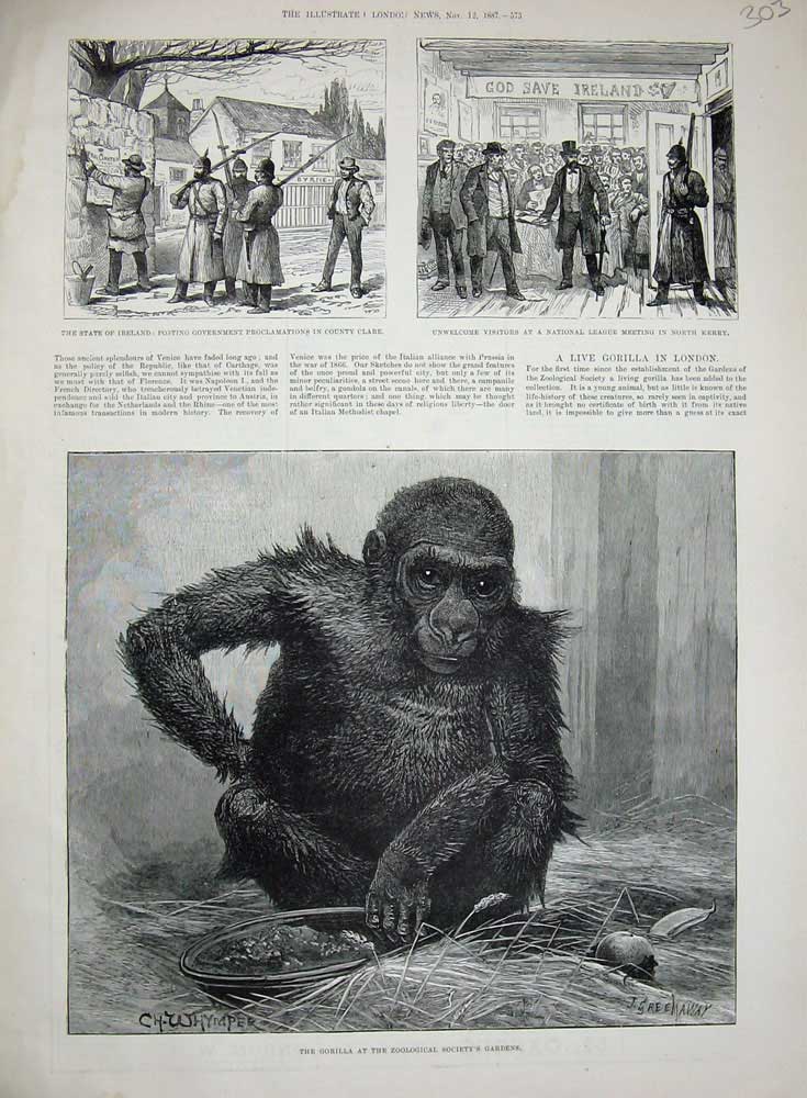 Original Old Antique Print 1887 Gorilla Zoological Gardens Ireland Clare Kerry