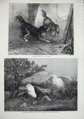 Old Antique Print 1872 Rock Edicts Kathiawad Western India Dog Mirror Art 19th