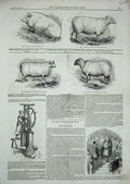 Old Antique Print 1844 Pipe Tile Machine Sheep Ram Boar Pig Ewe Animals 19th