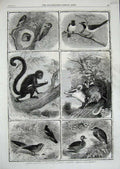 Old Antique Print 1864 Zoological Birds Oppossum Monkey Woodpecker Animal 19th