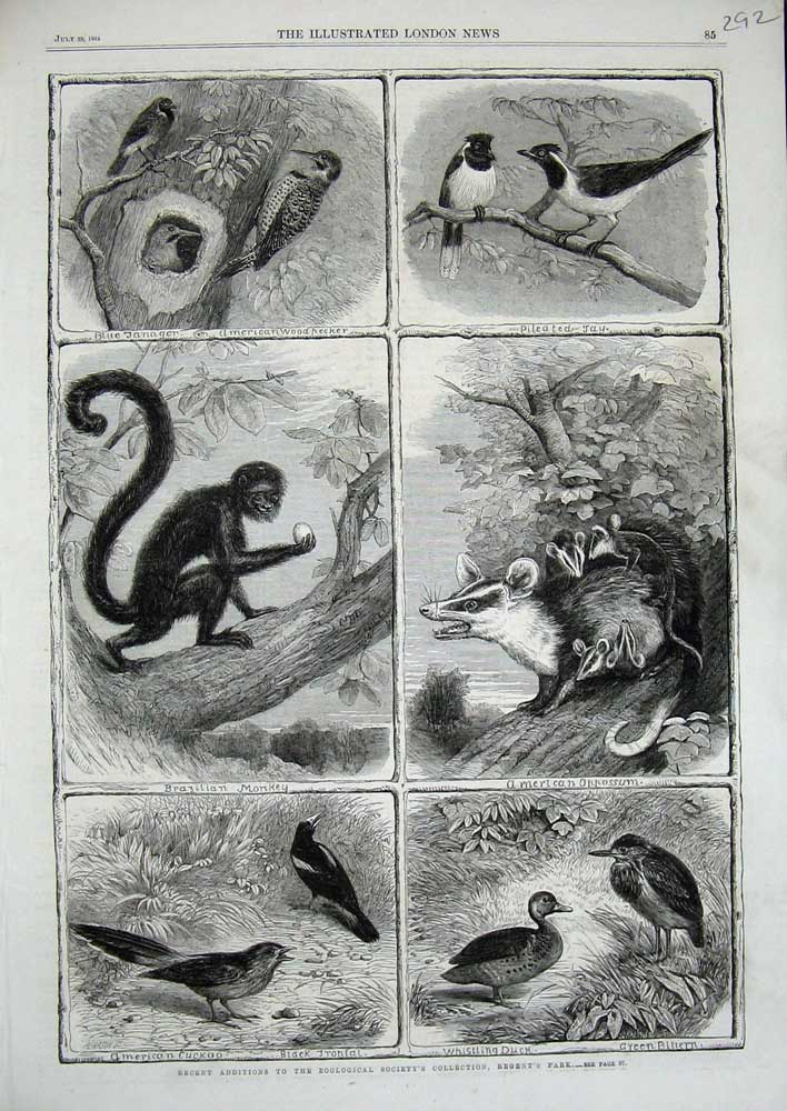 Old Antique Print 1864 Zoological Birds Oppossum Monkey Woodpecker Animal 19th