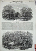 Original Old Antique Print 1848 Southampton Road New Forest Mark Ash Trees Wood