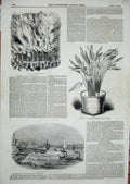 Original Old Antique Print 1844 Wellesley Ship Blackwall Kew Gardens Strelitzia