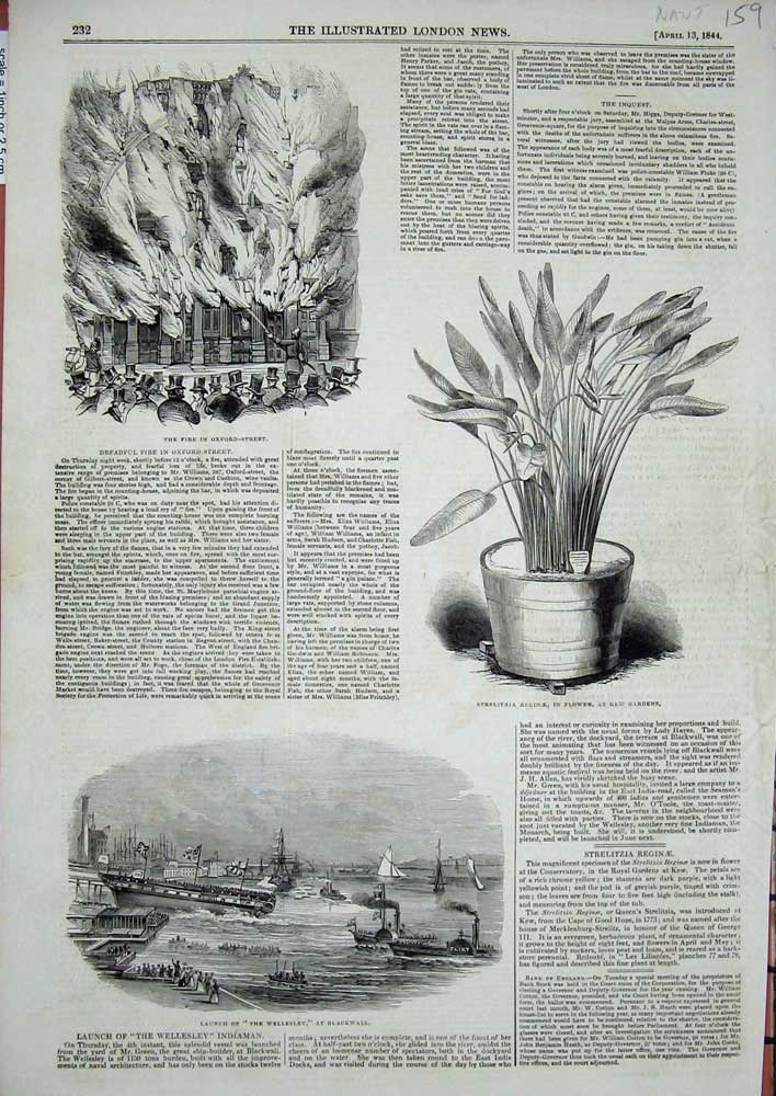 Original Old Antique Print 1844 Wellesley Ship Blackwall Kew Gardens Strelitzia