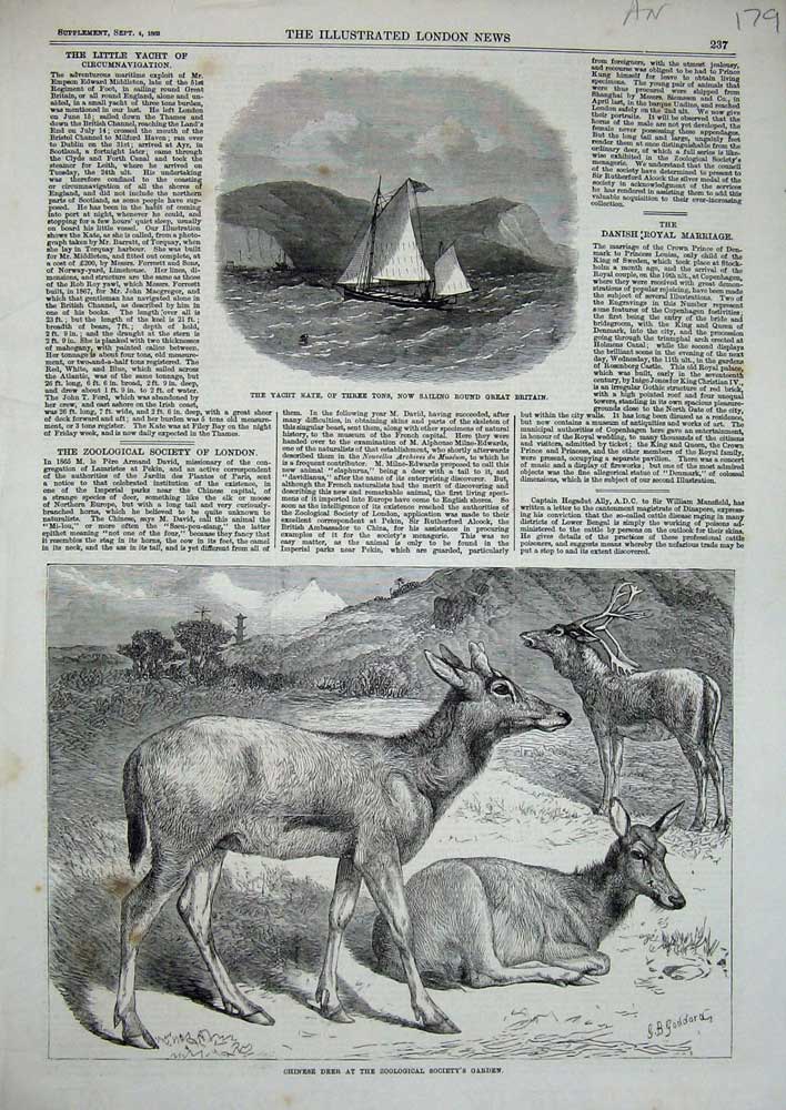Old Antique Print Chinese Deer Zoological 1869 Yacht Kate Three Tons Boat 19th