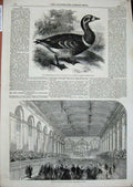 Original Old Antique Print 1858 Townhall Newcastle-On-Tyne Red-Breasted Goose