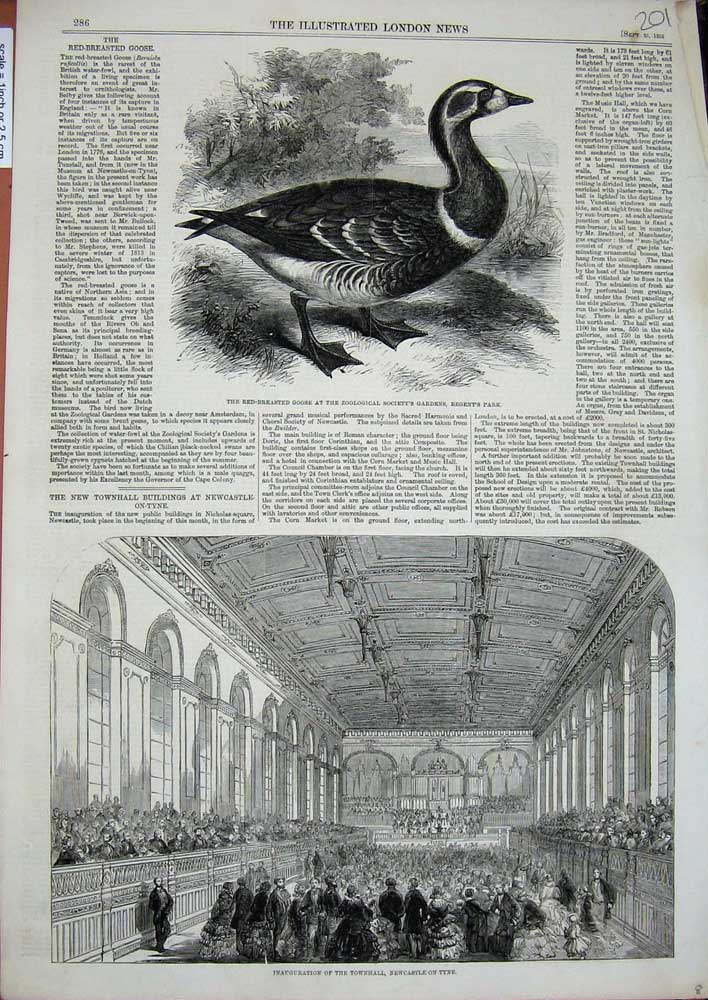 Original Old Antique Print 1858 Townhall Newcastle-On-Tyne Red-Breasted Goose