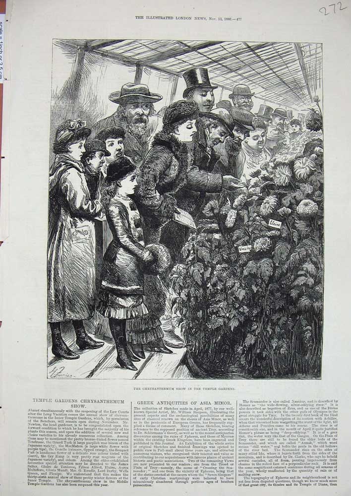 Original Old Antique Print 1880 Chrysanthemum Flower Show Temple Gardens Plants