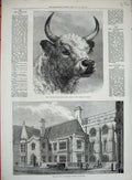 Original Old Antique Print 1872 Corporation Library Guildhall Chillingham Bull