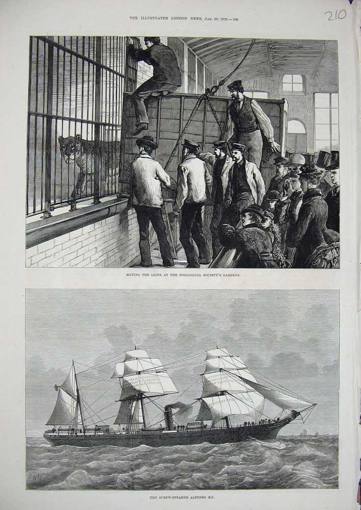 Original Old Antique Print 1876 Lions Zoological Gardens Screw Steamer Alfonso