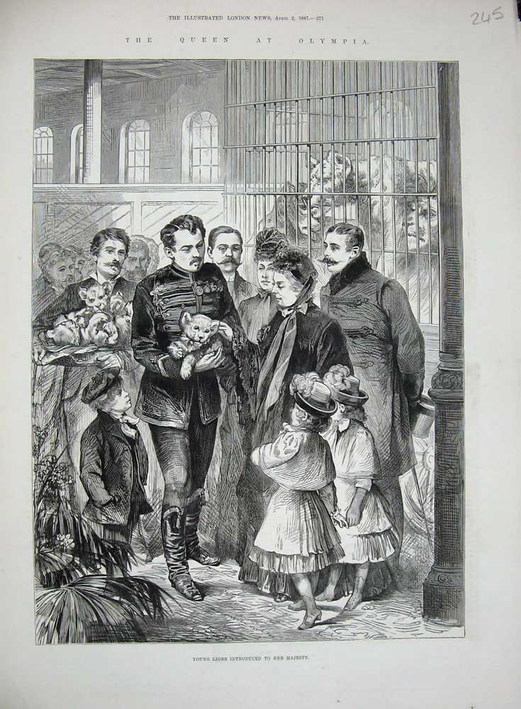 Original Old Antique Print 1887 Queen Olympia Young Lions Cubs Wild Animals Zoo