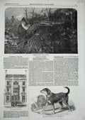 Old Antique Print Warminster Athenaeum Dog Fire-Man 1857 Pheasant Shoot 19th
