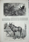 Old Antique Print 1879 Afhgan War Loose-Wallahs Antelope Nubia Zoological 19th